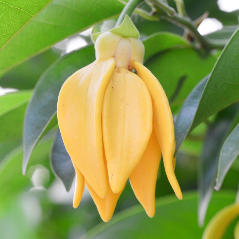 Ylang Ylang Parfyme