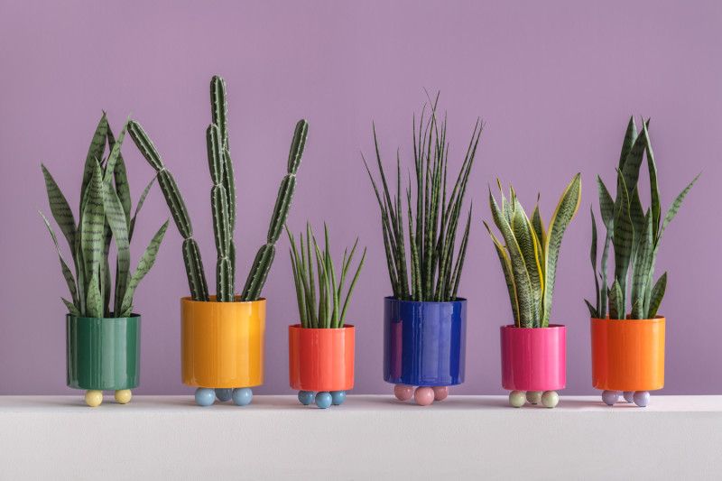 plant pot brigt orange purple medium